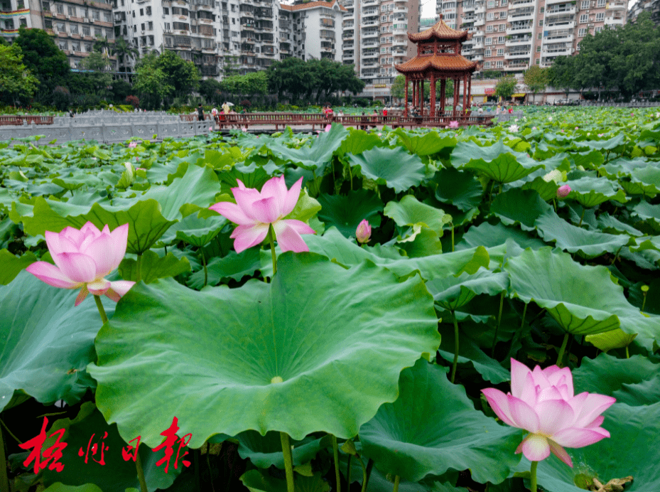 夏至已至,潘塘公园赏荷正当时!_来源_何鎏_田田