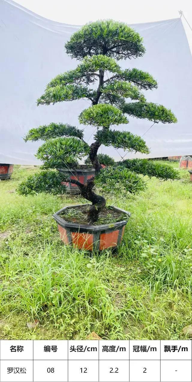 馬後花園頭徑1215公分s型羅漢松盆景工程庭院適用