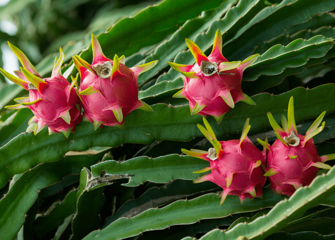 采摘品种:香梨,桃,葡萄