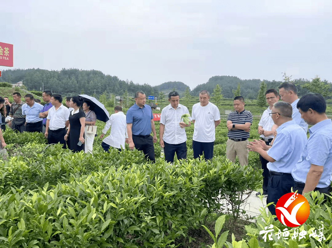 花垣发放1万余亩烟蚜茧蜂 助力农业绿色防控