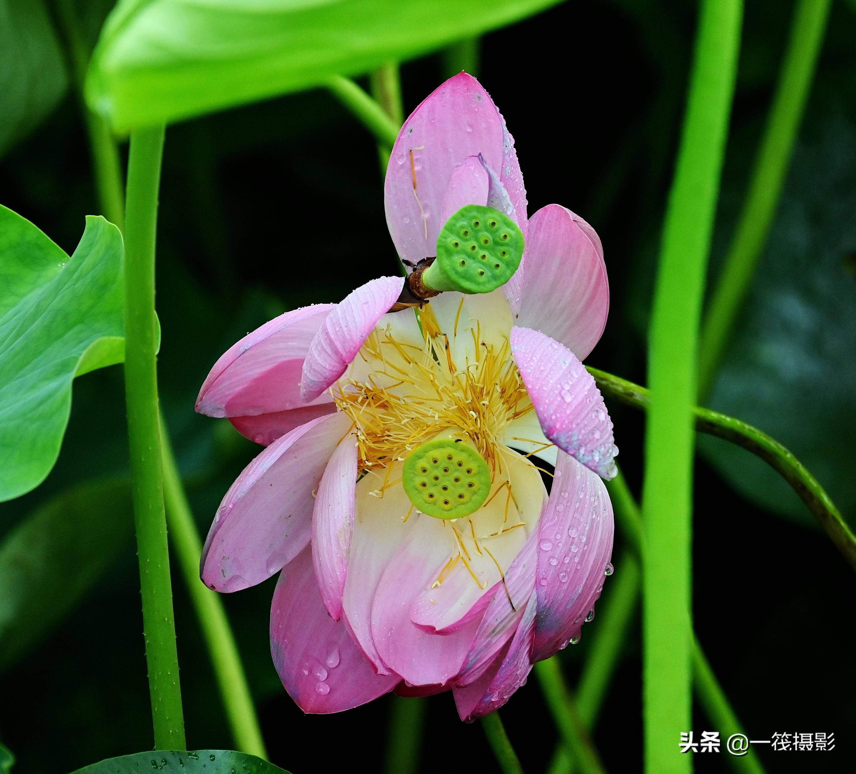 「墨脱行」在西藏拍荷花是什么感觉_莲花_白玛岗_雅鲁藏布江