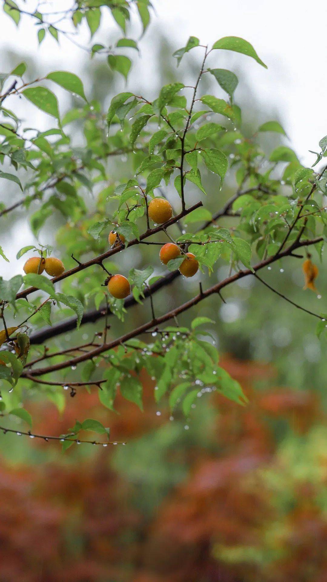 江南的梅雨,梅雨的江南._雨水_上图_人家