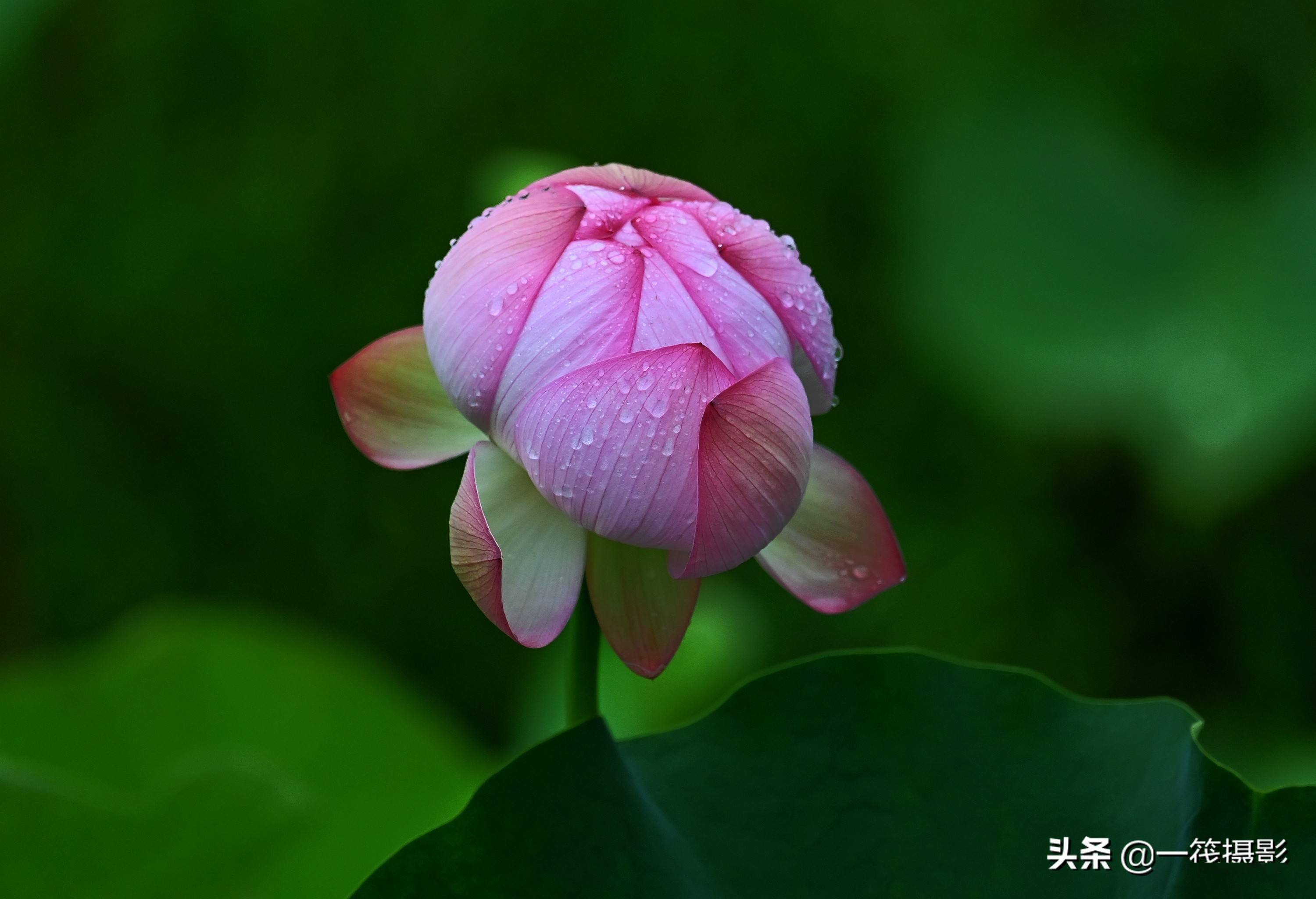 「墨脱行」在西藏拍荷花是什么感觉_莲花_白玛岗_雅鲁藏布江