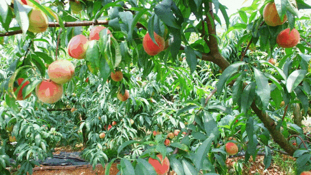 人间蜜桃天花板轻咬喷汁入口即化比哈密瓜还甜的突围水蜜桃成熟了软嫩