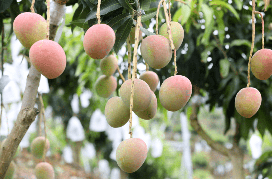 保山仲夏旧城芒果香枝头贵妃赛金煌