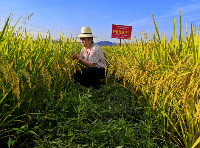 成果转化典型案例 | 从吃饱到吃好 一碗好饭背后的