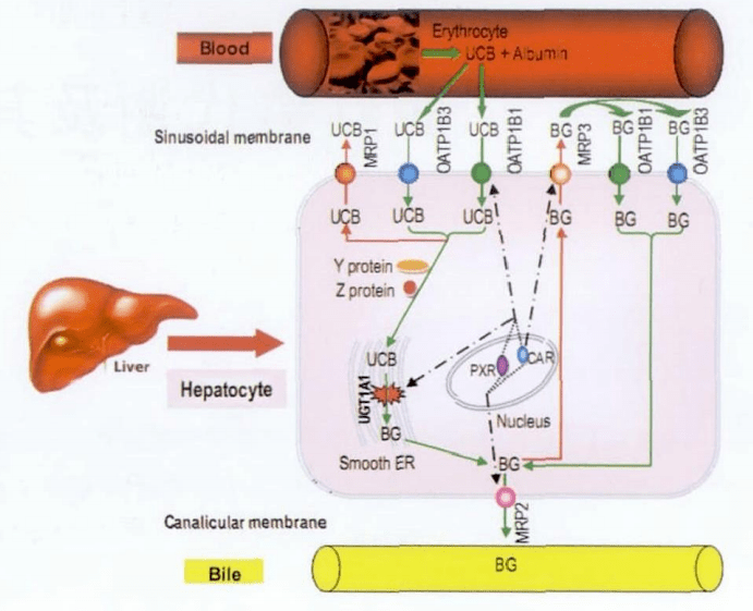 血液循环全过程图片