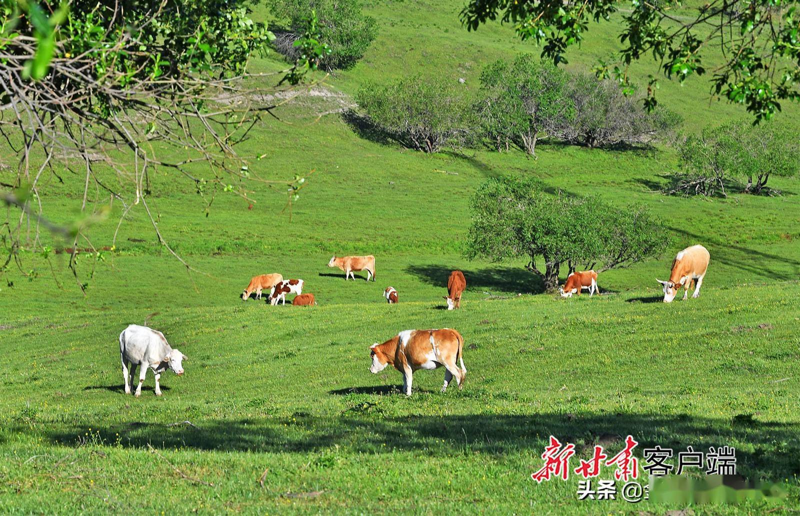 张家川县秦家塬风景区草原牧场风景美如画