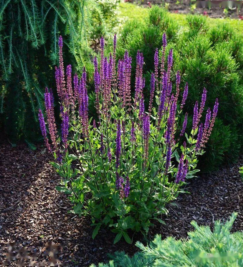 宿根花卉2022种苗订货季宿根鼠尾草品种合集无性种繁