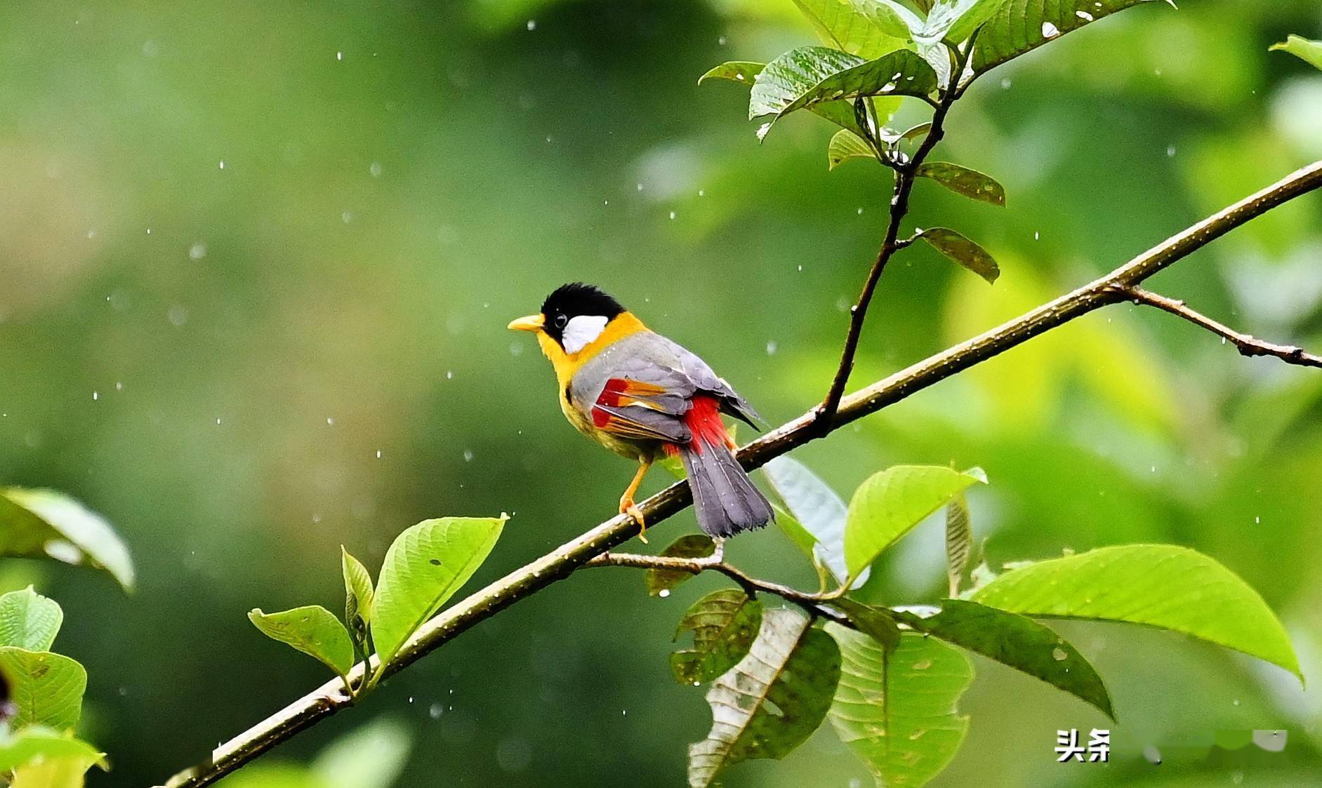 墨脱遇见鸟银耳相思鸟相思风雨中