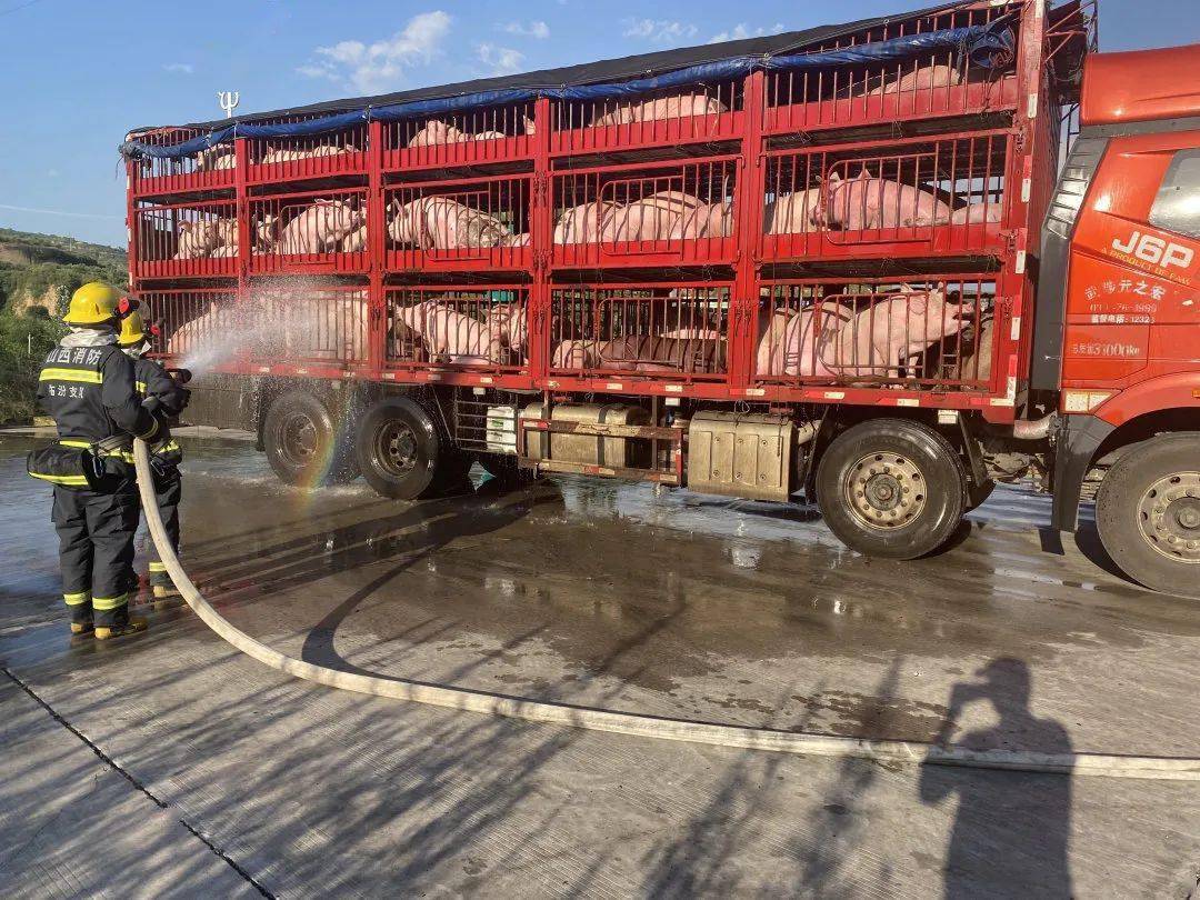 出动请求消防帮助"猪猪"们集体中暑因天气炎热一辆拉满猪的大货车青