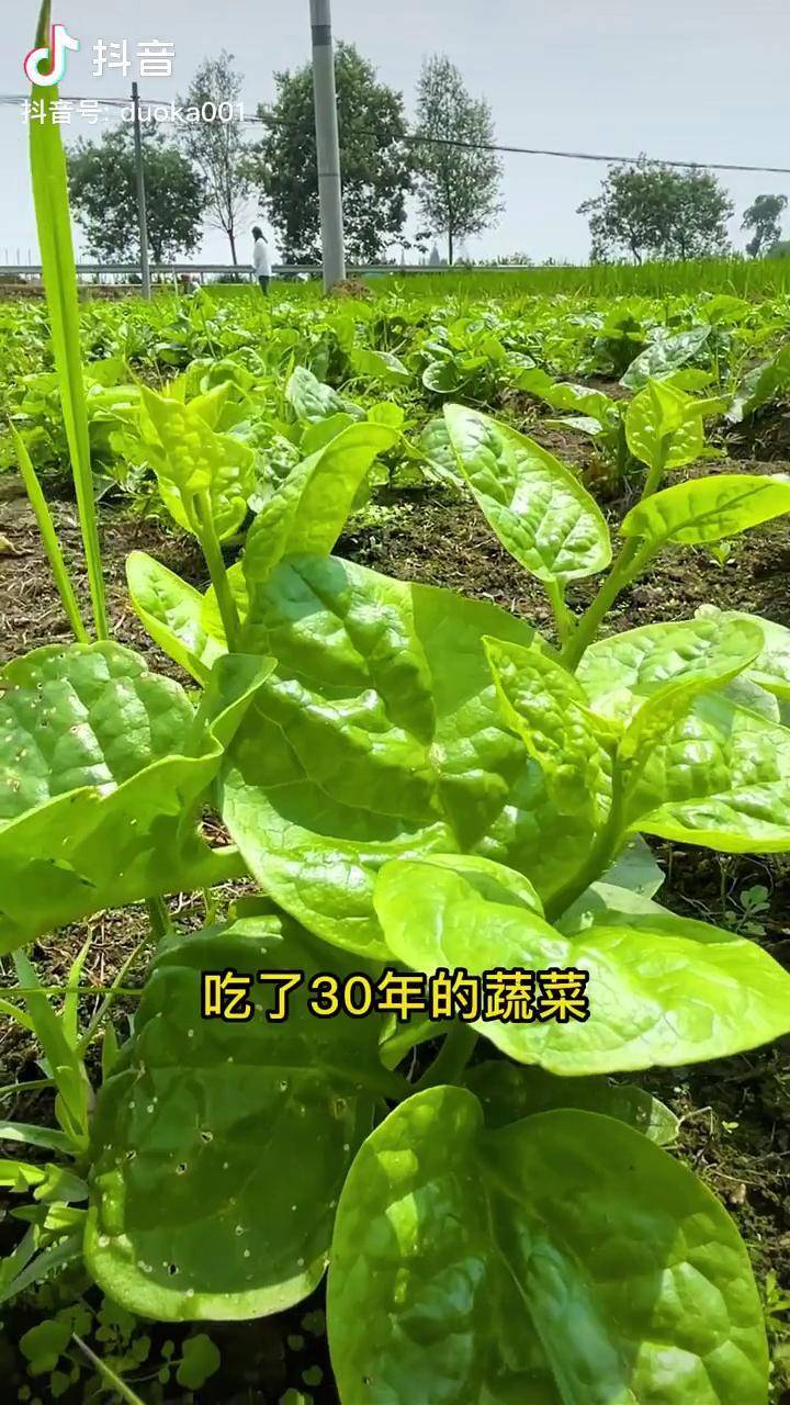 木耳菜種植簡單可以多茬採收木耳菜