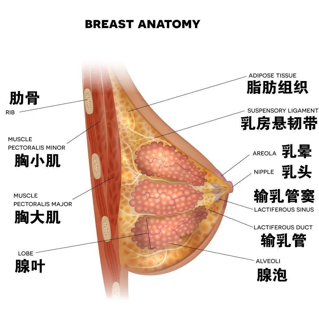 乳腺癌乳房图片 外观图片