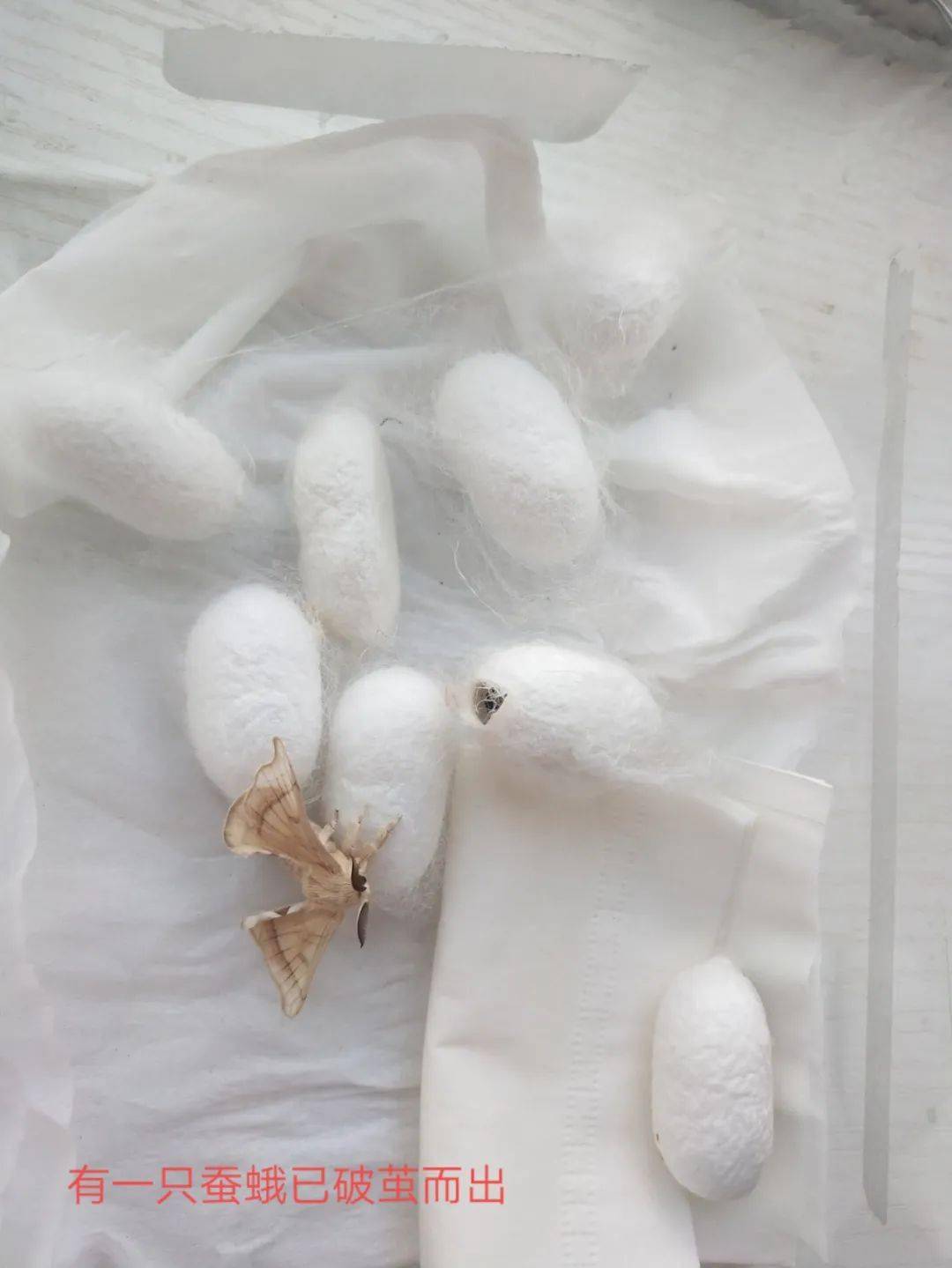 双减特色作业寻文化之根待你破茧成蝶记拓东二小开展养蚕活动