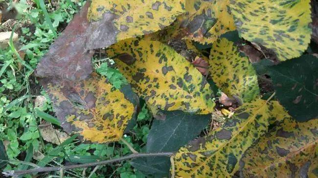 植保一定要注意防治苹果炭疽叶枯病