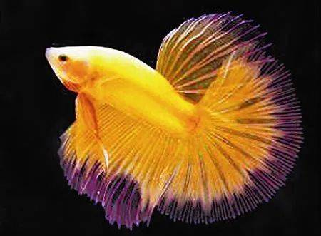 彩铅画教程 如何用彩铅画好一条美丽的孔雀鱼 步骤 金鱼 颜色 彩铅画教程 如何用彩铅画好一条美丽的孔雀鱼 步骤 金鱼 颜色