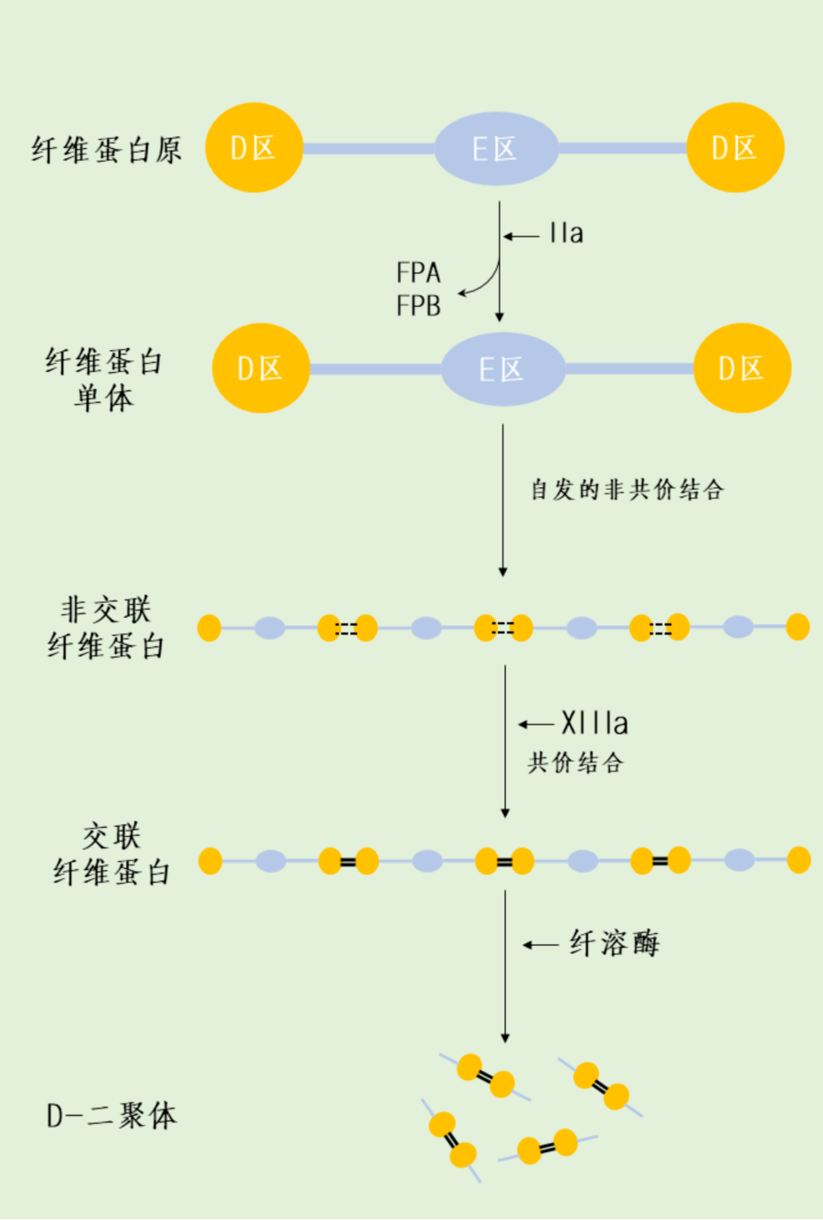 一图getd二聚体的产生