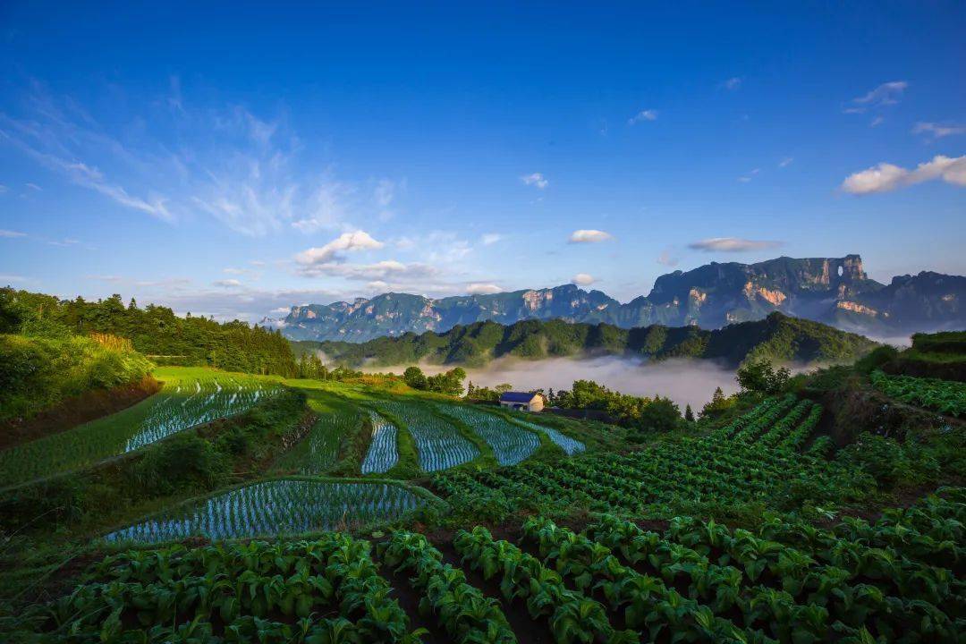 照片。（来源：张家界市局）图丨叶斌《独插》图丨罗德林《石堰坪晨曦》图丨张金星《余家山田园》编辑：胡自