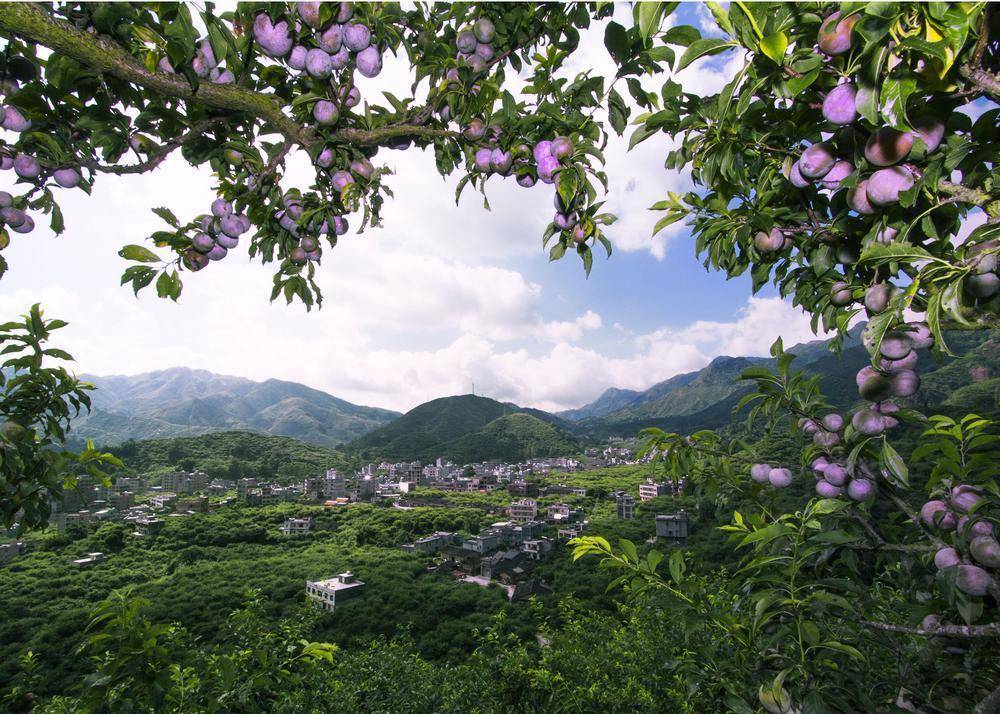 中国李乡信宜钱排三华李销售季完美落幕