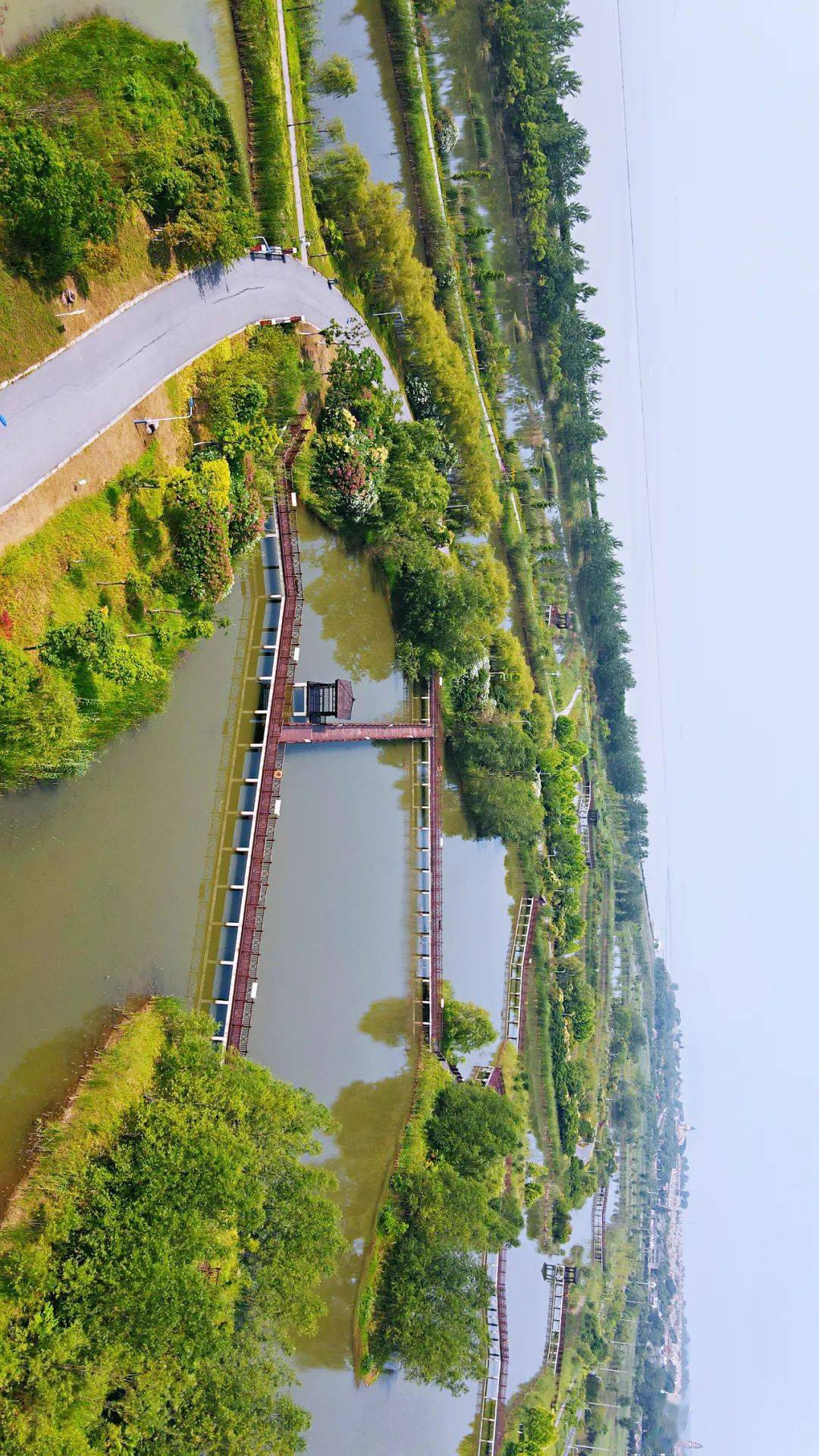 夕陽下的董鋪水庫池杉林美不勝收劉慶橋 攝十五里河口溼地候鳥翔集李