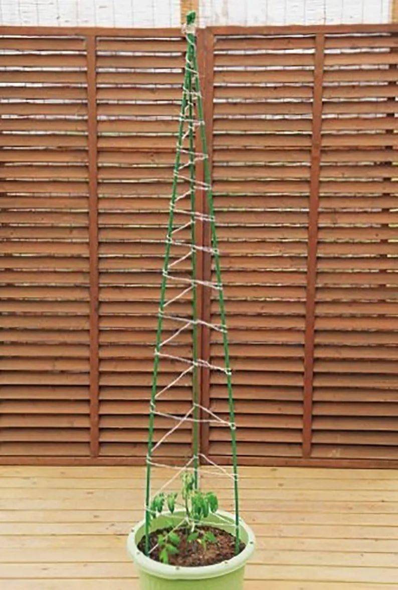 6个步骤轻松搭建适合番茄盆栽使用的塔式支架!_台友_植物_绳子