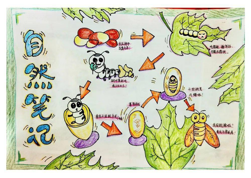 自然笔记大赛初中组获奖作品展示三