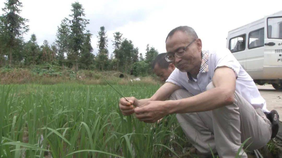 县农业农村局高级农艺师 曾志芳