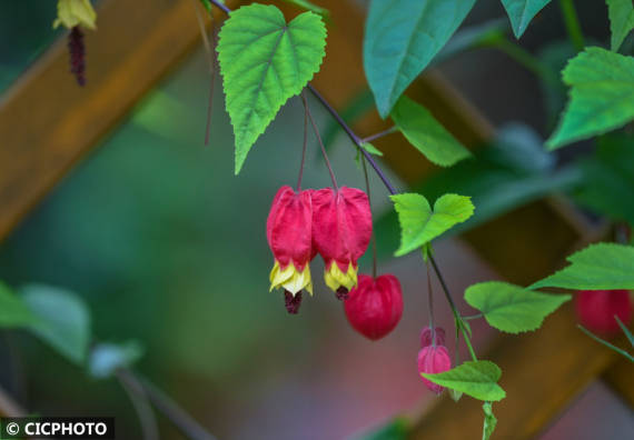 六月花芳菲