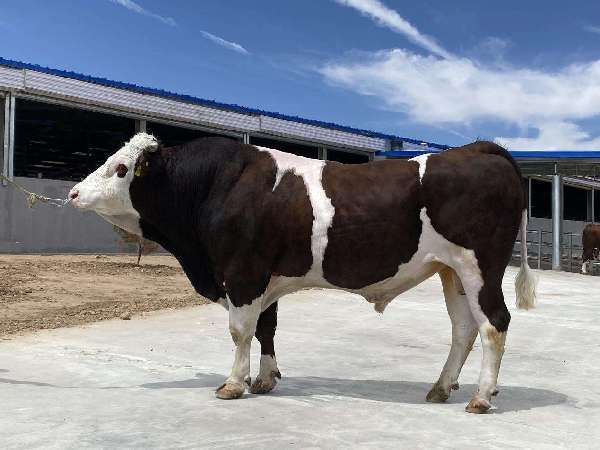 南华山环抱的种子工厂