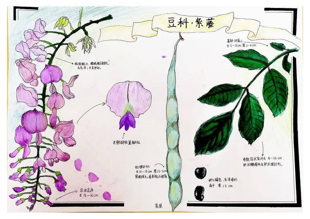 李子树自然笔记图片