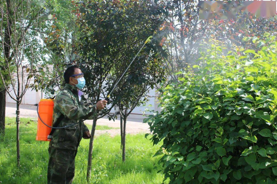 能力作风建设年园林绿化处开展夏季植物病虫害防治喷药工作