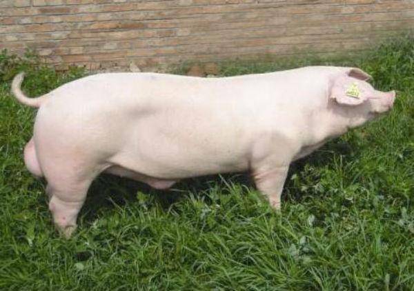 长白猪——曾经世界上最优秀的瘦肉猪!