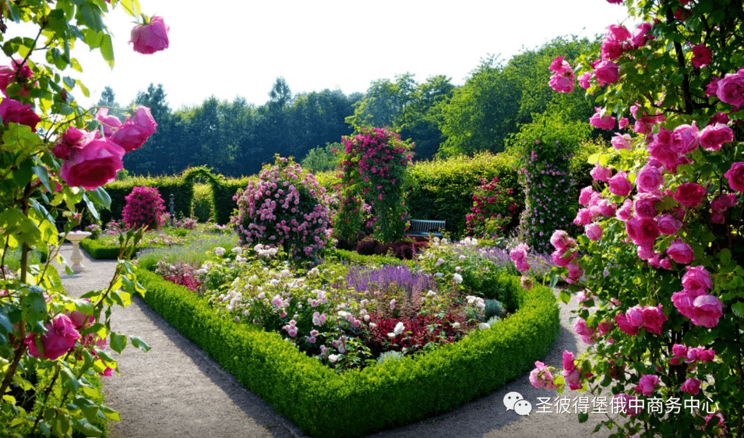 文旅圣彼得堡玫瑰庄园不可错失的美丽