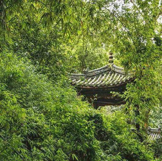 乐言乐语丨迥旷烟景豁,阴森棕楠稠_向荣_万物_夏日