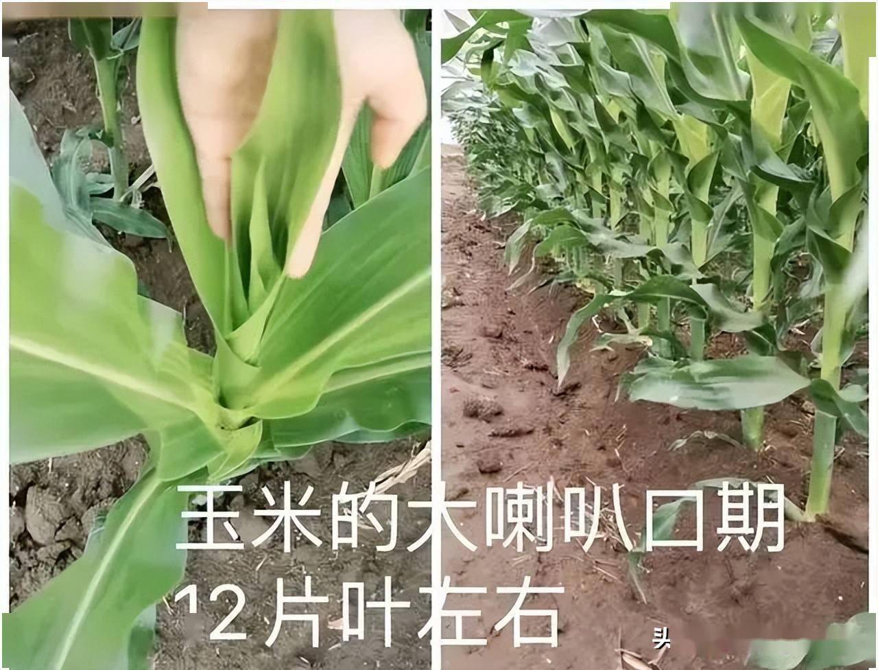 玉米专用除草剂_玉米除草剂视频_玉米除草剂的用法