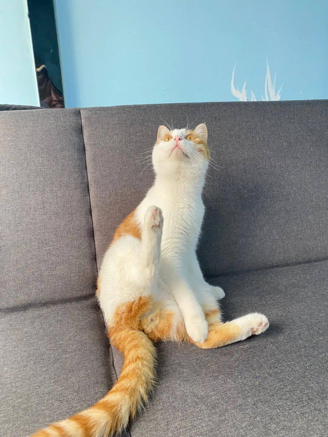 猫咪奇葩坐姿大赏胖橘别再cue我了