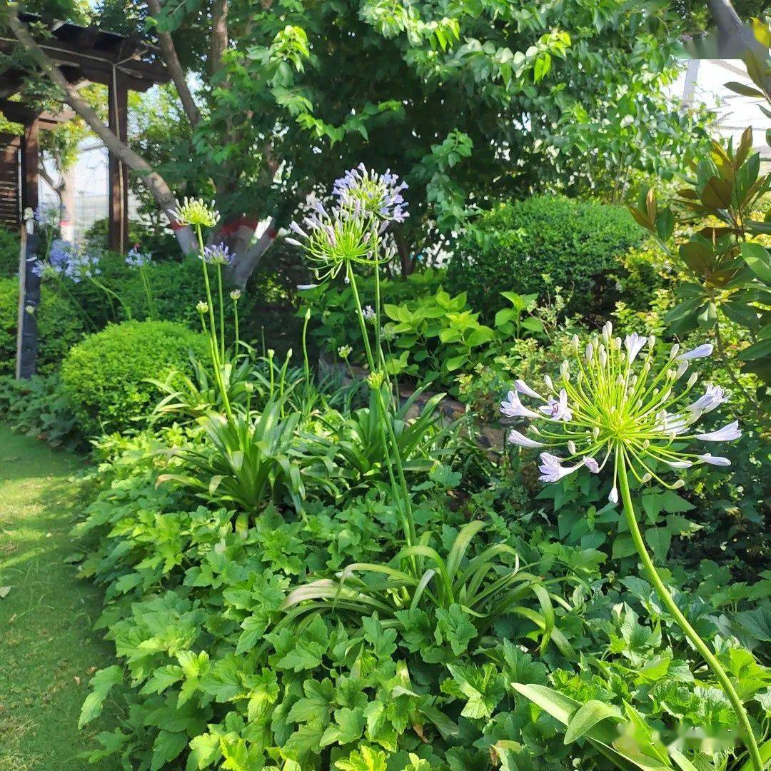 规格(1加仑),建议种植密度(16盆/m2),花期6-9月花败需修剪可二次开花