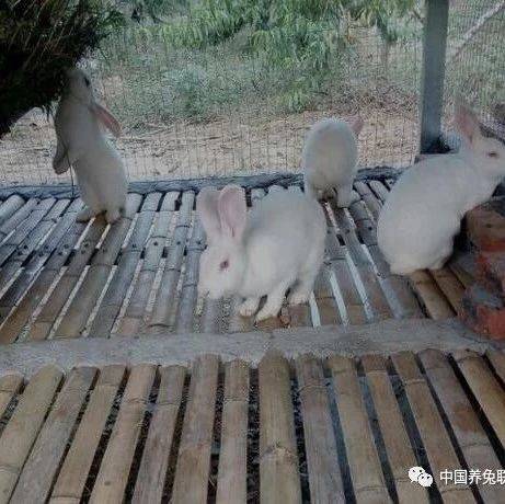 养兔者常备药_用量_片剂_家兔