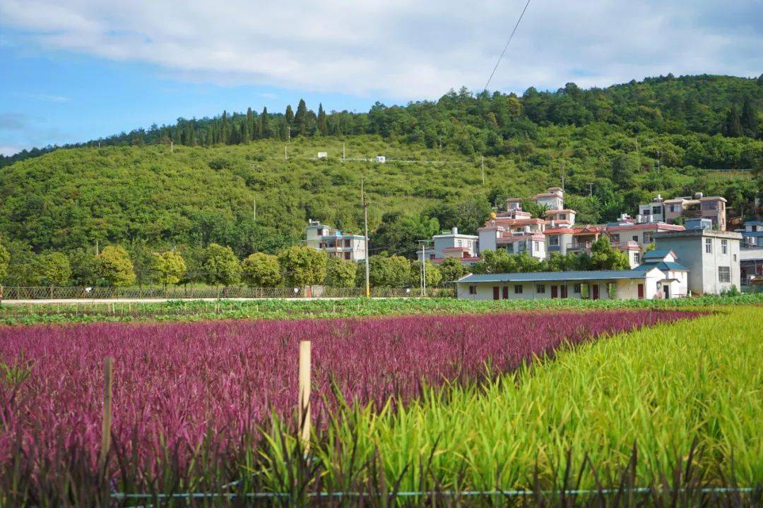 彩色水稻画出安宁温泉夏天的颜色风吹一夏