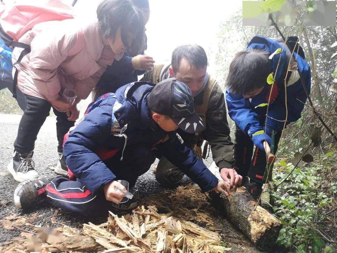 野外探索,了解奇趣自然|"先锋少年" 生物多样性科考营_调查_活动_石笋