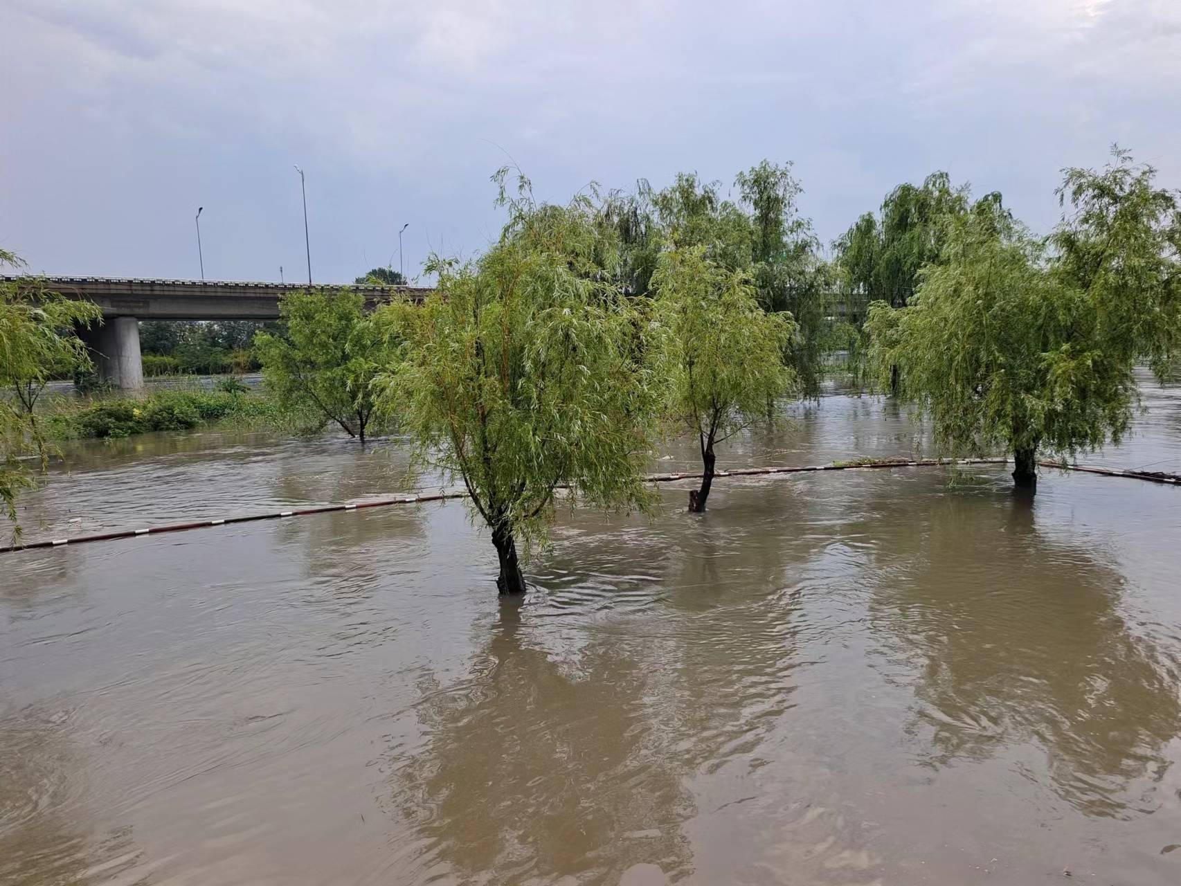 暴雨后的青岛李村河下游路没了桥堵了水太大了