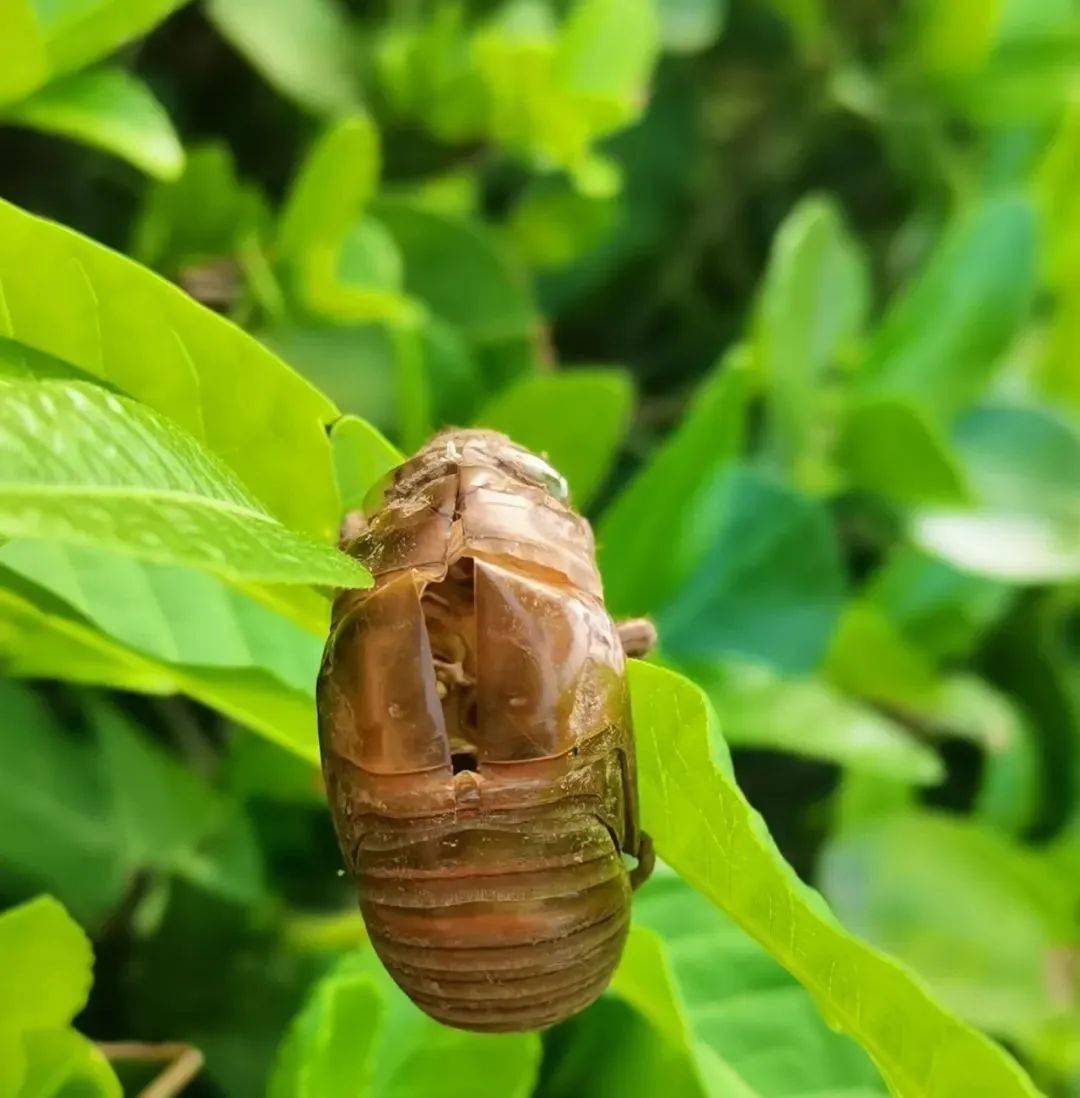 它为盛夏而欢呼,更为人间留下一味好药_蝉蜕_生活_风热