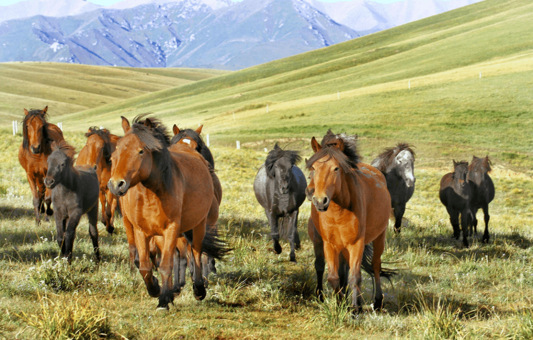 年轻人最肆意的地方,山丹军马场