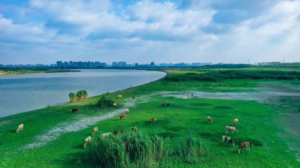 百里的生态绿廊,将城区和洪泽湖水系贯通,打造出水韵泗洪的亮丽名片