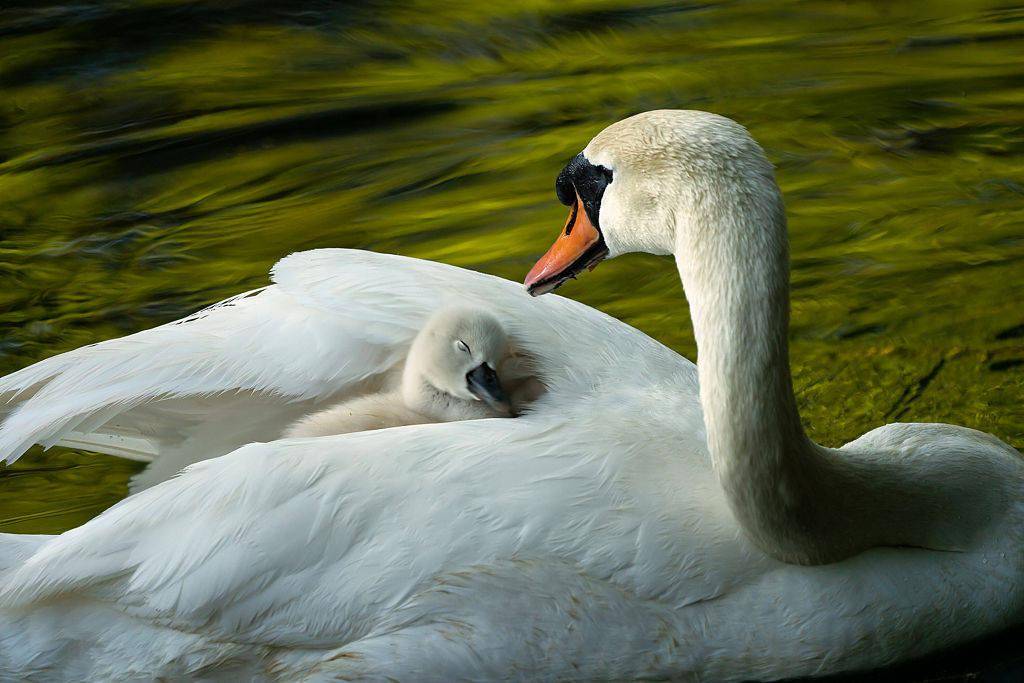 亲子时间:盘点动物们的"母子合照"_视觉_中国_妈妈