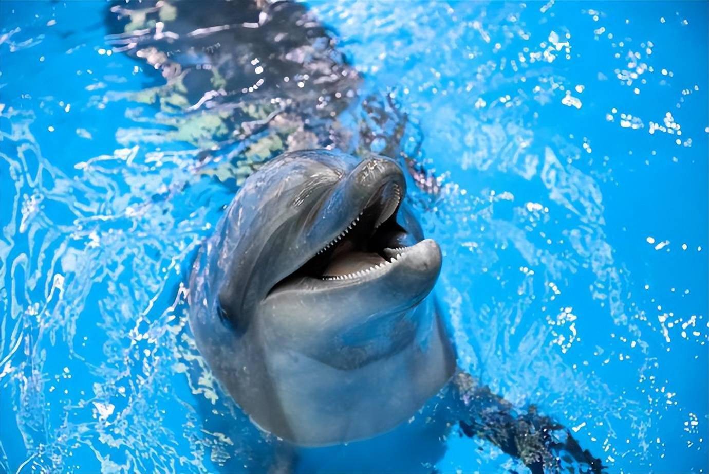 中国首只高海拔地区人工保育自然分娩宽吻海豚在云南诞生