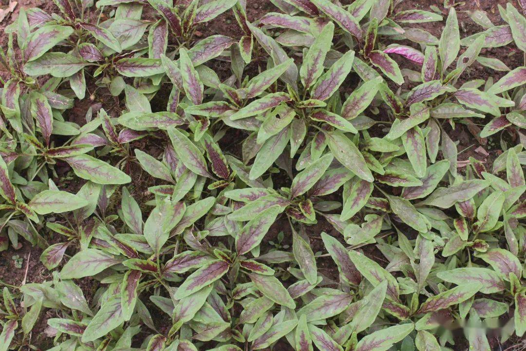 红苋菜,白苋菜_红色_叶全红_村里