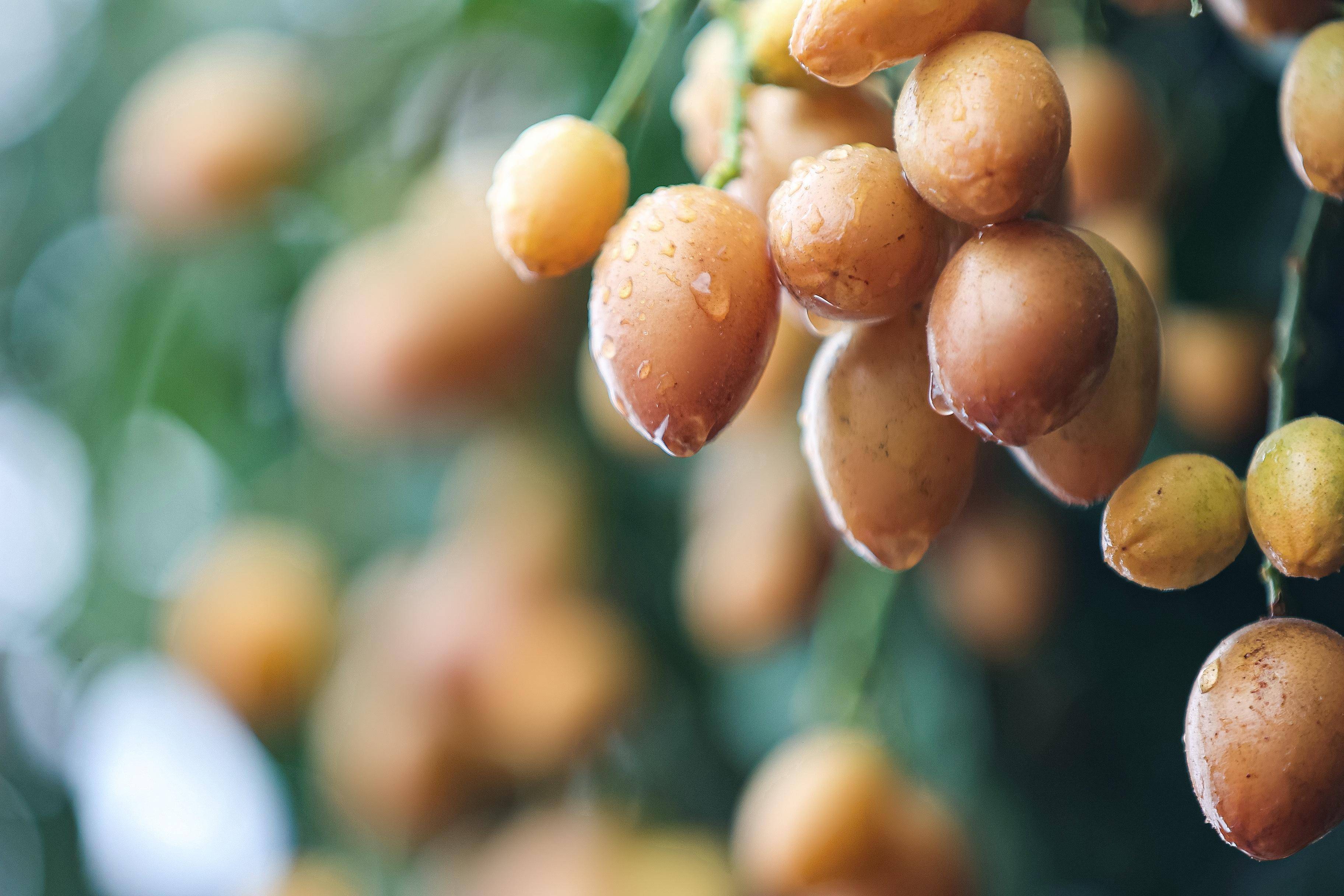 白云龙岗黄皮文化节正式开幕超120万斤鸡心黄皮丰收上市