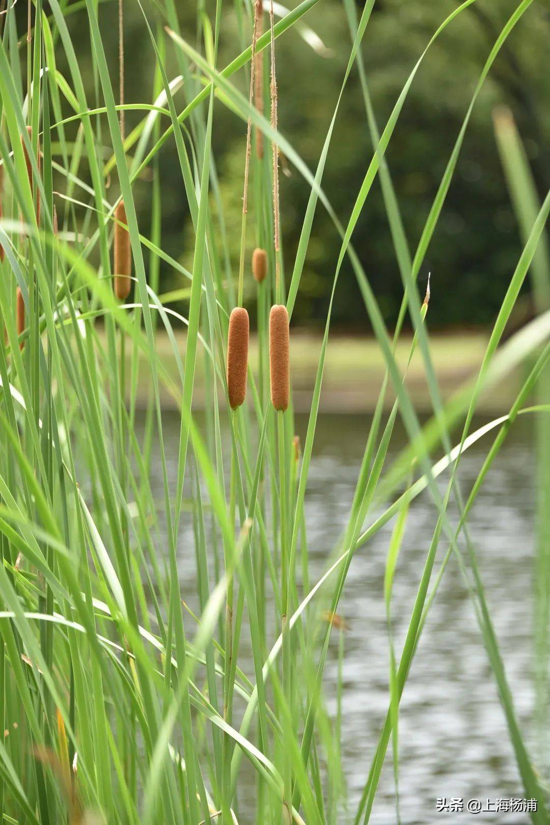 香蒲_共青森林公园_食用