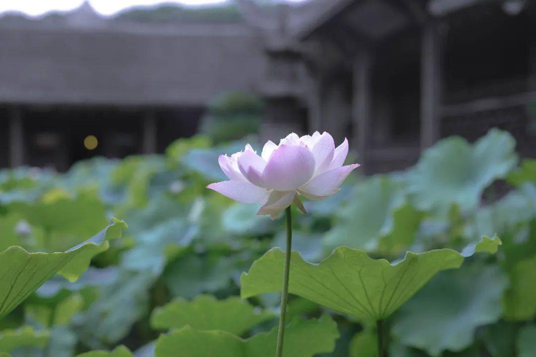 唐代,李白說清水出芙蓉,天然去雕飾,李商隱說惟有綠荷紅菡萏,卷舒